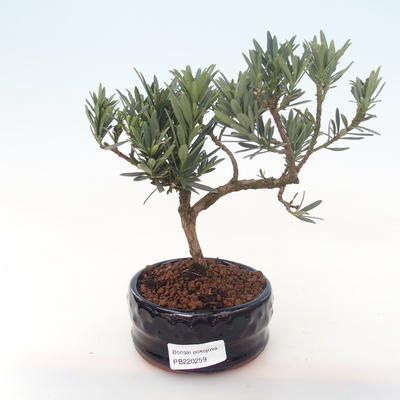 Kryty bonsai - Podocarpus - Cis kamienny PB220259