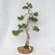 Outdoor bonsai - Pinus Sylvestris - sosna zwyczajna - 1/5