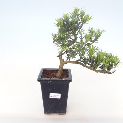 Kryty bonsai - Podocarpus - Cis kamienny PB220272