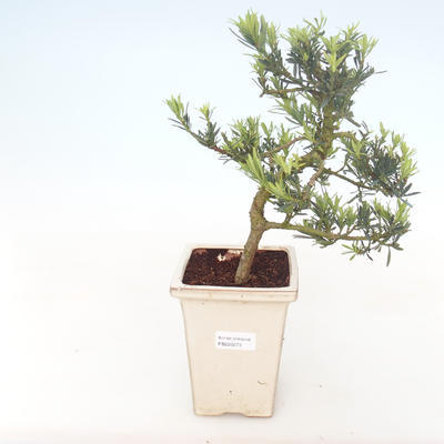 Kryty bonsai - Podocarpus - Cis kamienny PB220273