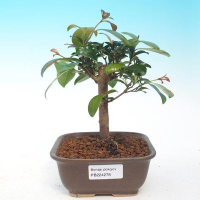 Pokój Bonsai - australijska wiśnia - Eugenia uniflora - 1