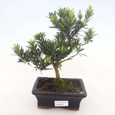 Kryty bonsai - Podocarpus - Cis kamienny PB220284