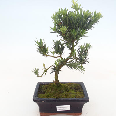 Kryty bonsai - Podocarpus - Cis kamienny PB220286