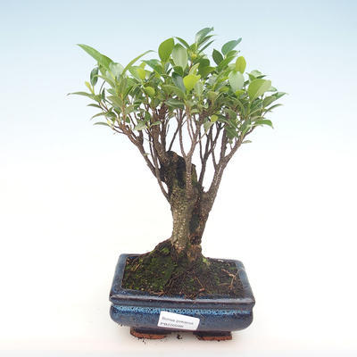Kryty bonsai - Ficus retusa - ficus mały liść PB220288 - 1