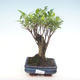 Kryty bonsai - Ficus retusa - ficus mały liść PB220288 - 1/2