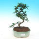 Pokój bonsai - Carmona macrophylla - Tea fuki - 1/5