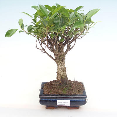 Kryty bonsai - Ficus retusa - ficus mały liść PB220291 - 1