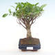 Kryty bonsai - Ficus retusa - ficus mały liść PB220291 - 1/2