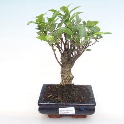 Kryty bonsai - Ficus retusa - ficus mały liść PB220292 - 1