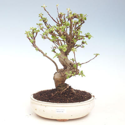 Outdoor bonsai - Malus halliana - Małe jabłko VB2020-296 - 1