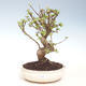 Outdoor bonsai - Malus halliana - Małe jabłko VB2020-296 - 1/4