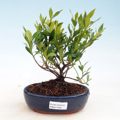 Kryty bonsai - Gardenia jasminoides-Gardenia