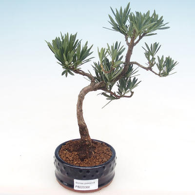 Kryty bonsai - Podocarpus - Cis kamienny PB220300