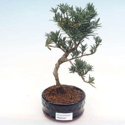 Kryty bonsai - Podocarpus - Cis kamienny PB220301