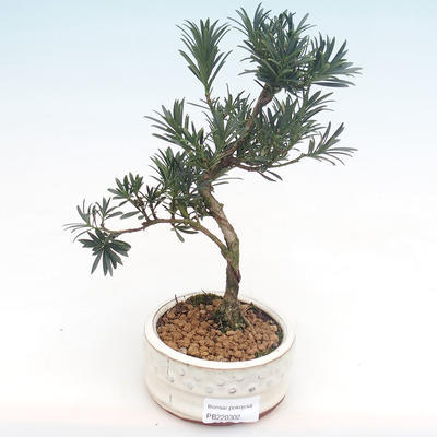 Kryty bonsai - Podocarpus - Cis kamienny PB220302