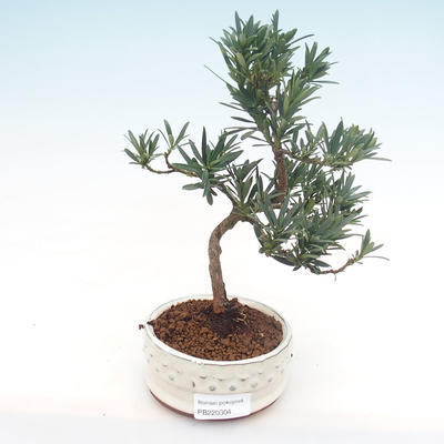 Kryty bonsai - Podocarpus - Cis kamienny PB220304