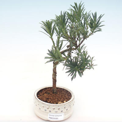 Kryty bonsai - Podocarpus - Cis kamienny PB220305