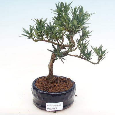 Kryty bonsai - Podocarpus - Cis kamienny PB220306