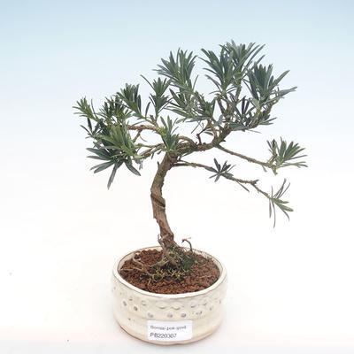 Kryty bonsai - Podocarpus - Cis kamienny PB220307