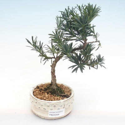 Kryty bonsai - Podocarpus - Cis kamienny PB220308
