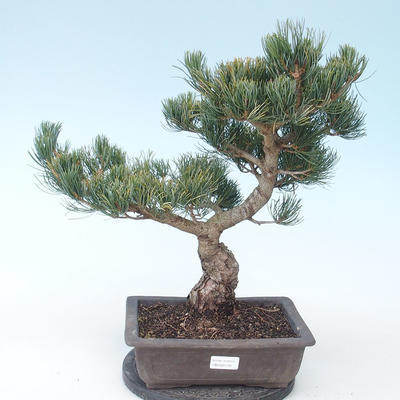 Pinus parviflora - Sosna drobnokwiatowa VB2020-130 - 1