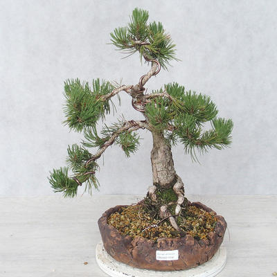 Outdoor bonsai - Pinus Mugo - Sosna klęcząca - 1
