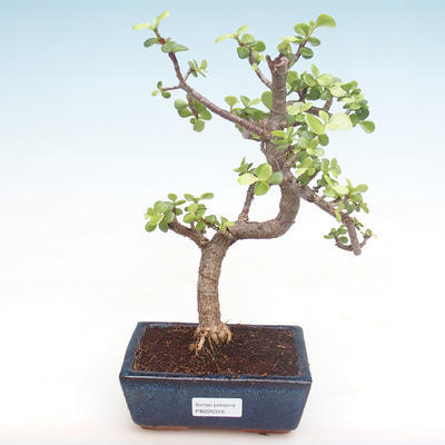 Kryty bonsai - Portulakaria Afra - Thicket PB220310 - 1