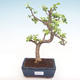 Kryty bonsai - Portulakaria Afra - Thicket PB220310 - 1/2