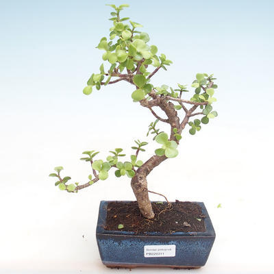 Kryty bonsai - Portulakaria Afra - Thicket PB220311 - 1
