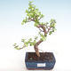 Kryty bonsai - Portulakaria Afra - Thicket PB220311 - 1/2