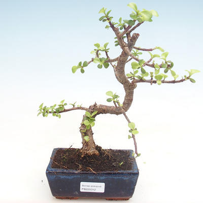Kryty bonsai - Portulakaria Afra - Thicket PB220312 - 1