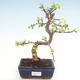 Kryty bonsai - Portulakaria Afra - Thicket PB220312 - 1/2