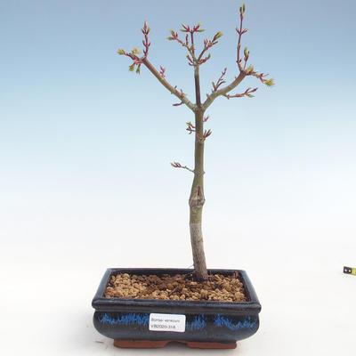Outdoor bonsai - Acer palmatum SHISHIGASHIRA- Mały klon VB2020-318 - 1