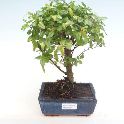 Kryty bonsai - Sagerécie thea - Sagerécie thea PB220320 - 1