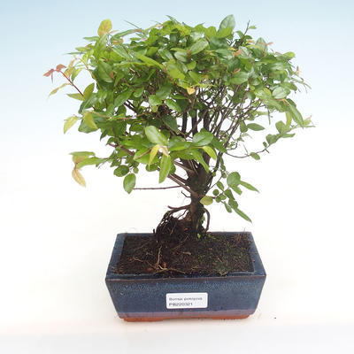 Kryty bonsai - Sagerécie thea - Sagerécie thea PB220321 - 1