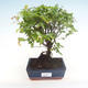 Kryty bonsai - Sagerécie thea - Sagerécie thea PB220321 - 1/4