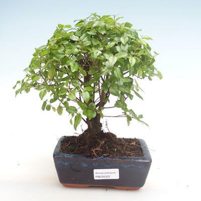 Kryty bonsai - Sagerécie thea - Sagerécie thea PB220322 - 1