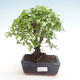 Kryty bonsai - Sagerécie thea - Sagerécie thea PB220322 - 1/4