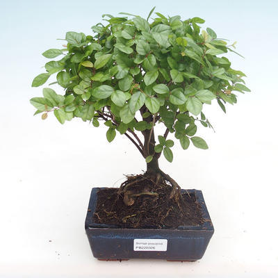 Kryty bonsai - Sagerécie thea - Sagerécie thea PB220326 - 1