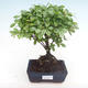 Kryty bonsai - Sagerécie thea - Sagerécie thea PB220326 - 1/4