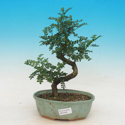 Pokój bonsai - Zantoxylum piperitum - Pepřovník - 1