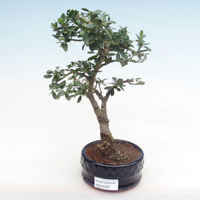 Kryty bonsai - Ilex crenata - Holly PB220328