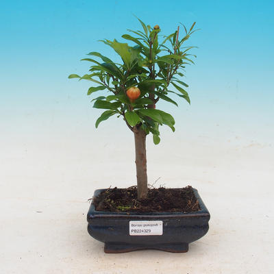 Pokój bonsai-Punica granatum nana-Granat - 1