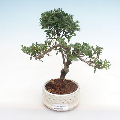 Kryty bonsai - Ilex crenata - Holly PB220330
