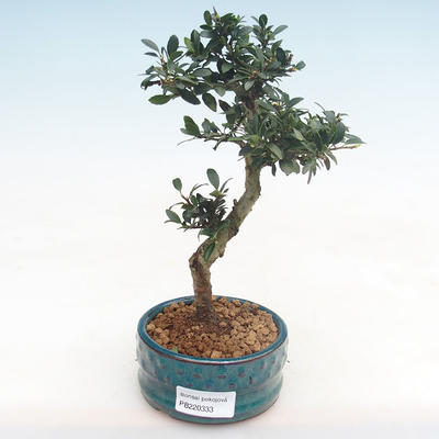 Kryty bonsai - Ilex crenata - Holly PB220333