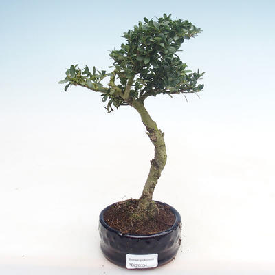 Kryty bonsai - Ilex crenata - Holly PB220334