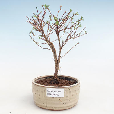 Outdoor pięciornik pięciornik bonsai - Potentila Jolina żółty VB2020-336 - 1