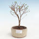 Outdoor pięciornik pięciornik bonsai - Potentila Jolina żółty VB2020-336 - 1/2