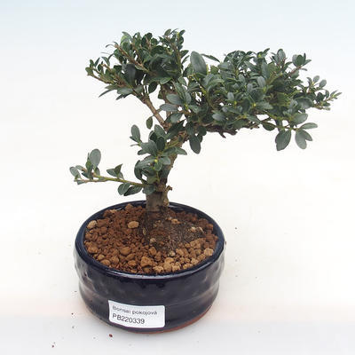 Kryty bonsai - Ilex crenata - Holly PB220339