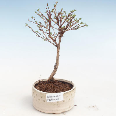 Pięciornik pięciolistkowy bonsai-Potentila Jolina żółty VB2020-340 - 1